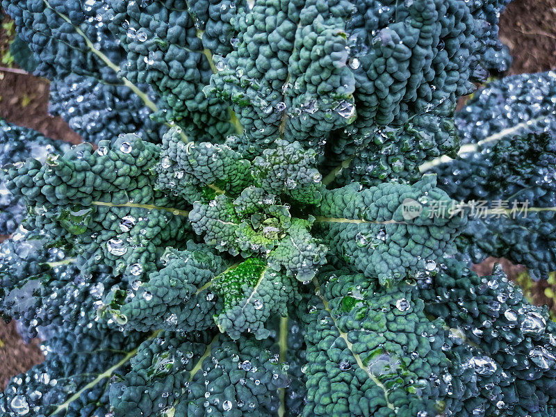 黑色羽衣甘蓝(Brassica oleracea) -“Nero di Toscana”与雨滴